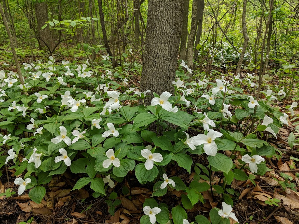 Walker Woods | New Hamburg, ON N3A 0A3, Canada