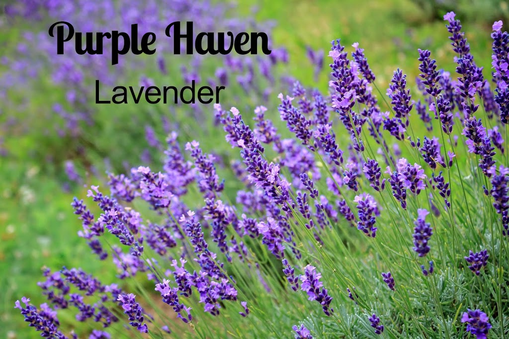 Purple Haven | 6834 ON-3, Canfield, ON N0A 1C0, Canada | Phone: (905) 701-1156