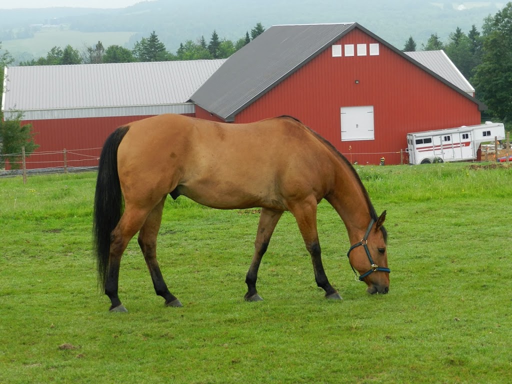 Reining Hope AEAAT LLC and Reining Hope THP LTD a 501(c)3 Non-pr | 574 Sunset Dr, Morgan, VT 05853, USA | Phone: (802) 895-9166