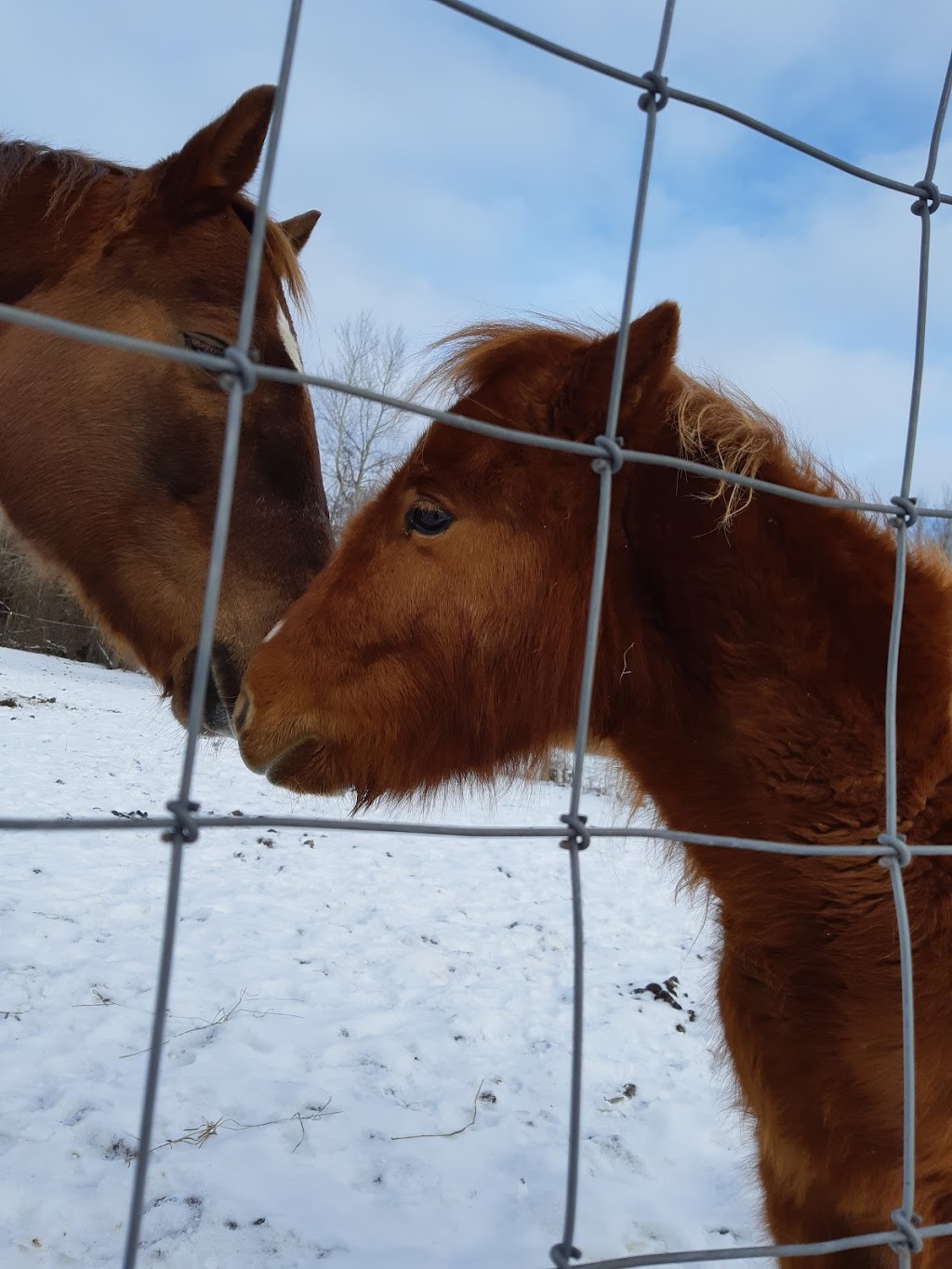 Sandhill Stables Horses Boarded | 1238 Snyders Rd E, Baden, ON N3A 3L3, Canada | Phone: (519) 634-8999