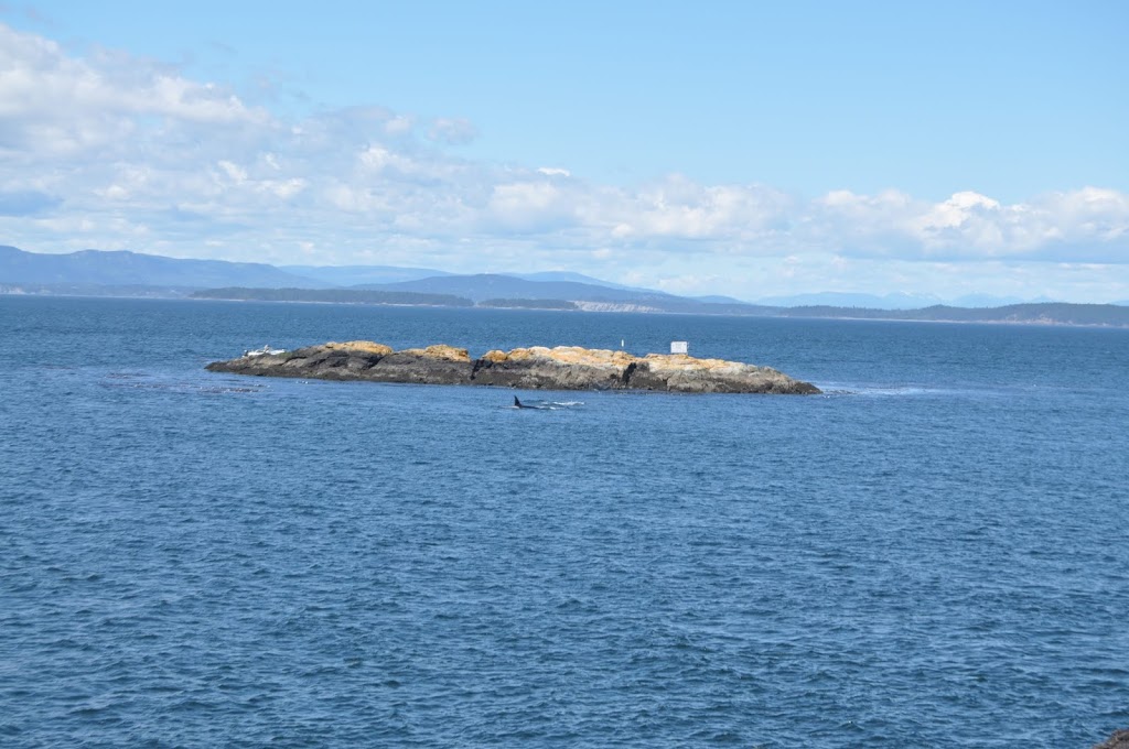 Sea Quest Kayak Tours | 2 Front St, Friday Harbor, WA 98250, USA | Phone: (360) 378-5767