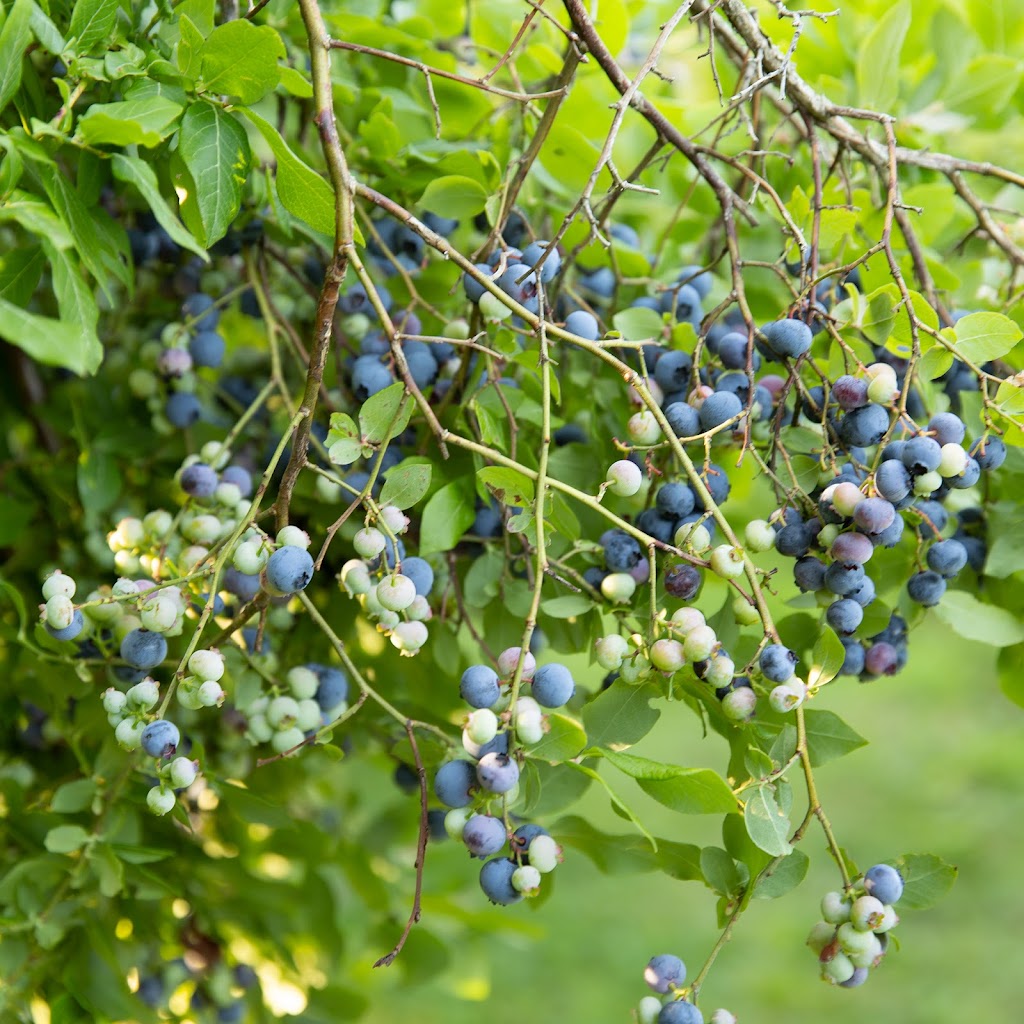 Bleuetière de Lotbinière | 35 Chem. de Lotbinière, Bromont, QC J2L 1G9, Canada | Phone: (514) 718-9723