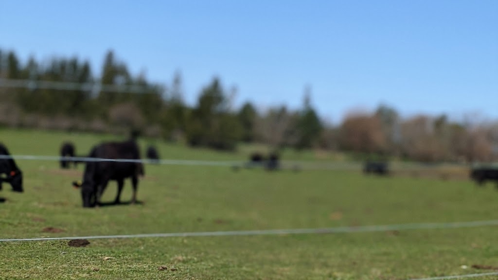 CedarVilla Angus Farms | 37550 Zurich Hensall Rd, Zurich, ON N0M 2T0, Canada | Phone: (519) 236-9969