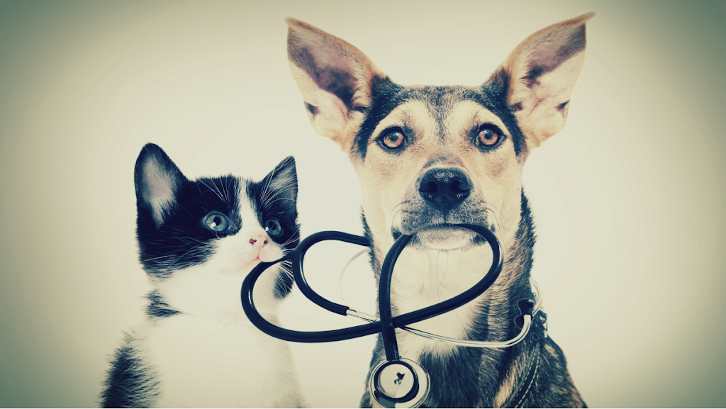 Animomédic Plateau Mont-Royal Clinique Vétérinaire | 4000 Av. De Lorimier, Montréal, QC H2K 3X7, Canada | Phone: (514) 521-1678