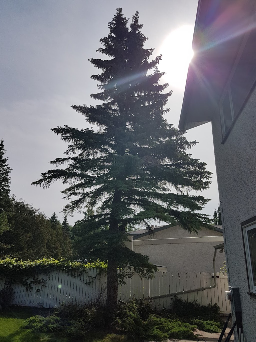 Kildonan Tree Service Ltd | 275 Transport Rd, Oakbank, MB R0E 1J3, Canada | Phone: (204) 233-9337