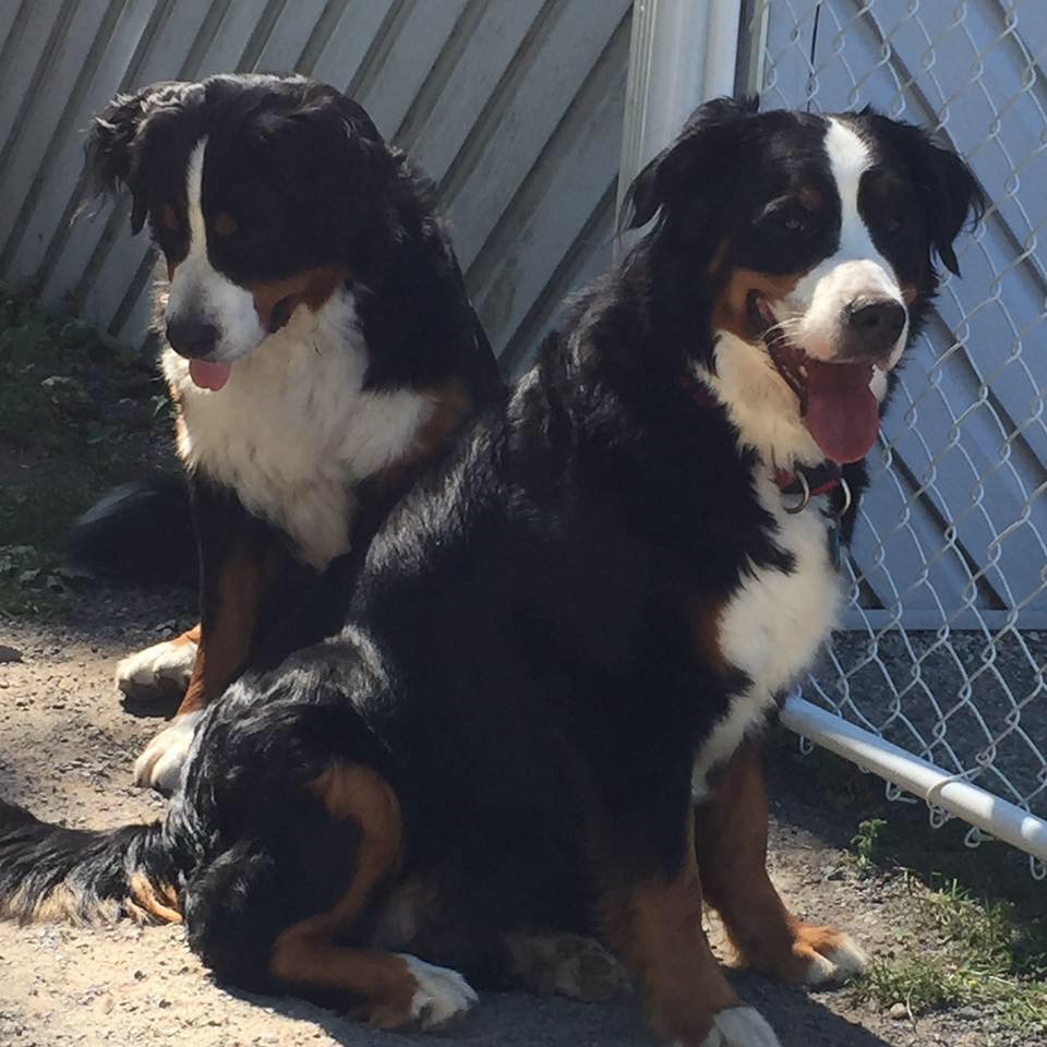 Service Canins Lucky | 3830 Chem. Du Bon Air, Sainte-Julienne, QC J0K 2T0, Canada | Phone: (514) 795-8945