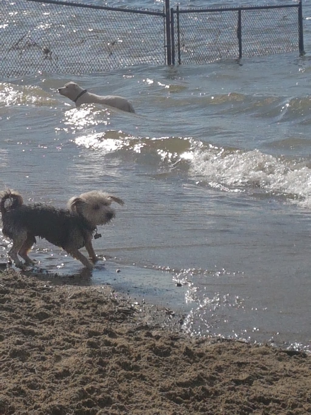 Okanagan Lake Park Dog Beach | 11-, 15 Ellis St, Penticton, BC V2A 4L4, Canada