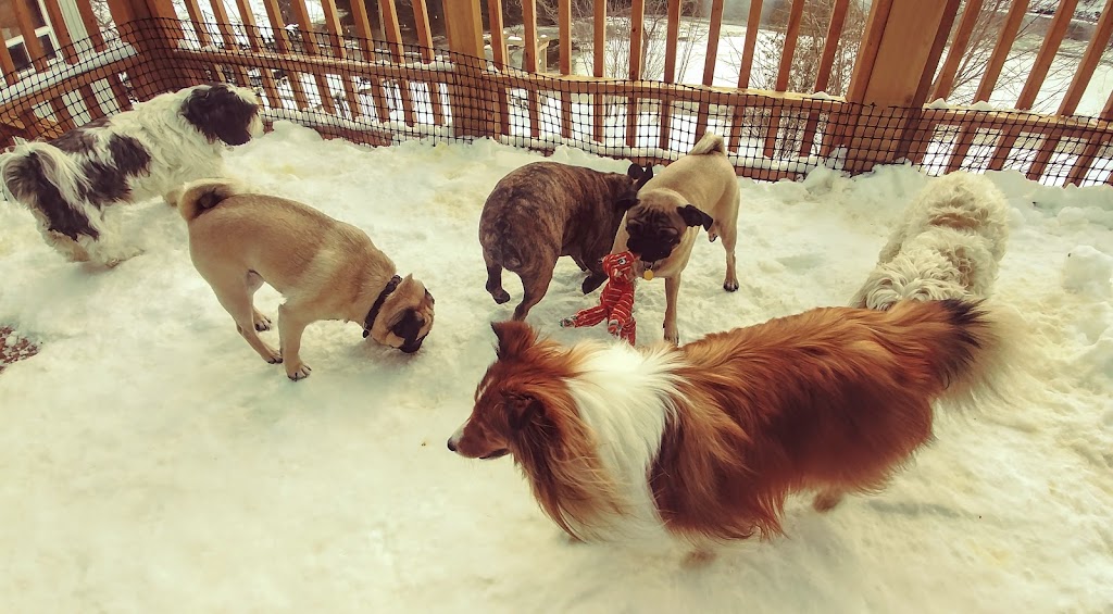 Elora Doggy Daycare | 11 E Mill St, Elora, ON N0B 1S0, Canada | Phone: (519) 215-7717