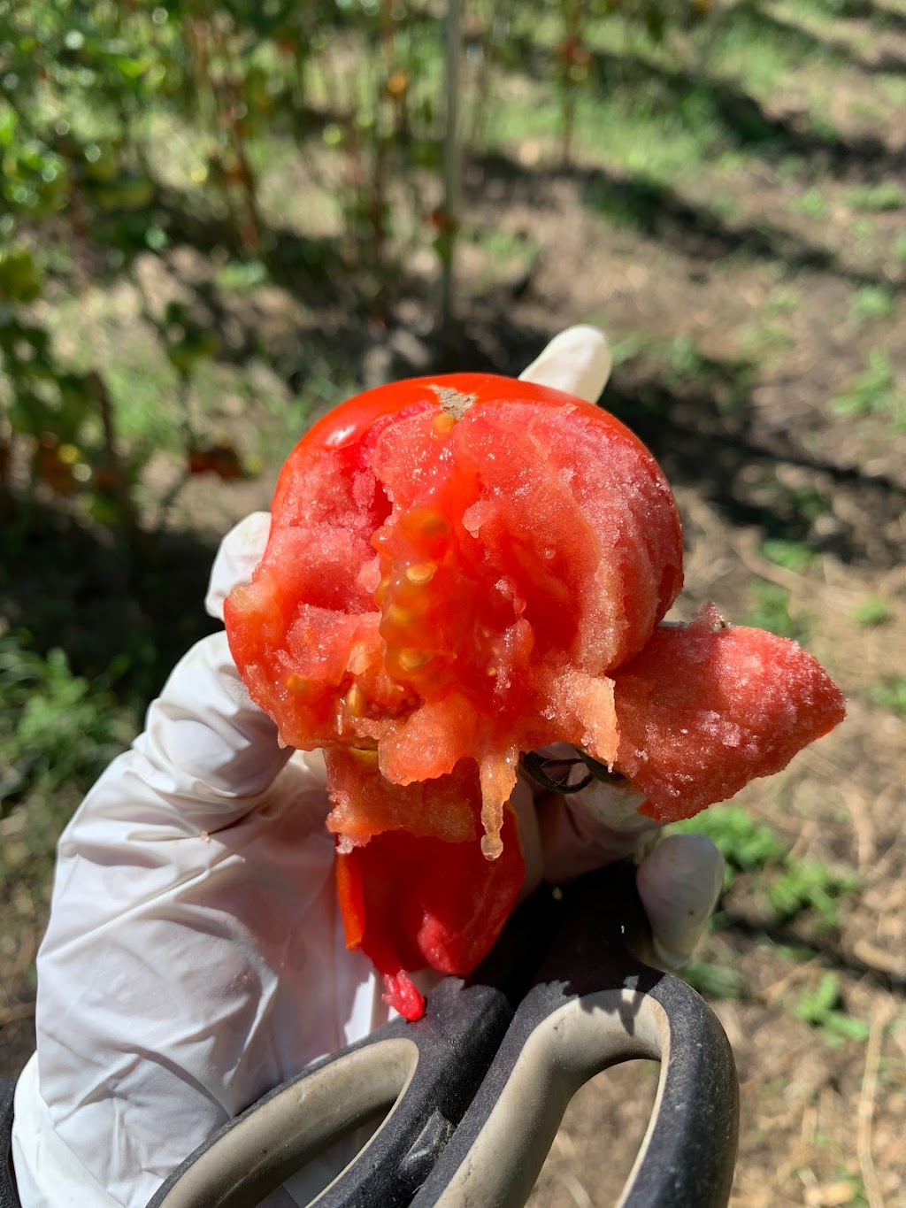 Spring Field Farm 春田农场 | 50367 Range Road 265, AB T9G 0K5, Canada | Phone: (780) 200-1379