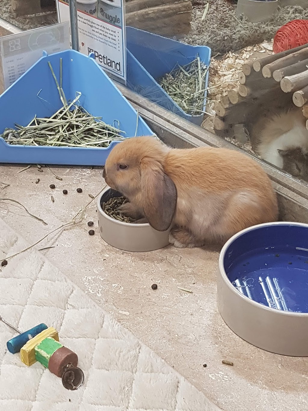 Petland | 210-170 Ebony Blvd, Sherwood Park, AB T8H 0P5, Canada | Phone: (587) 456-6882
