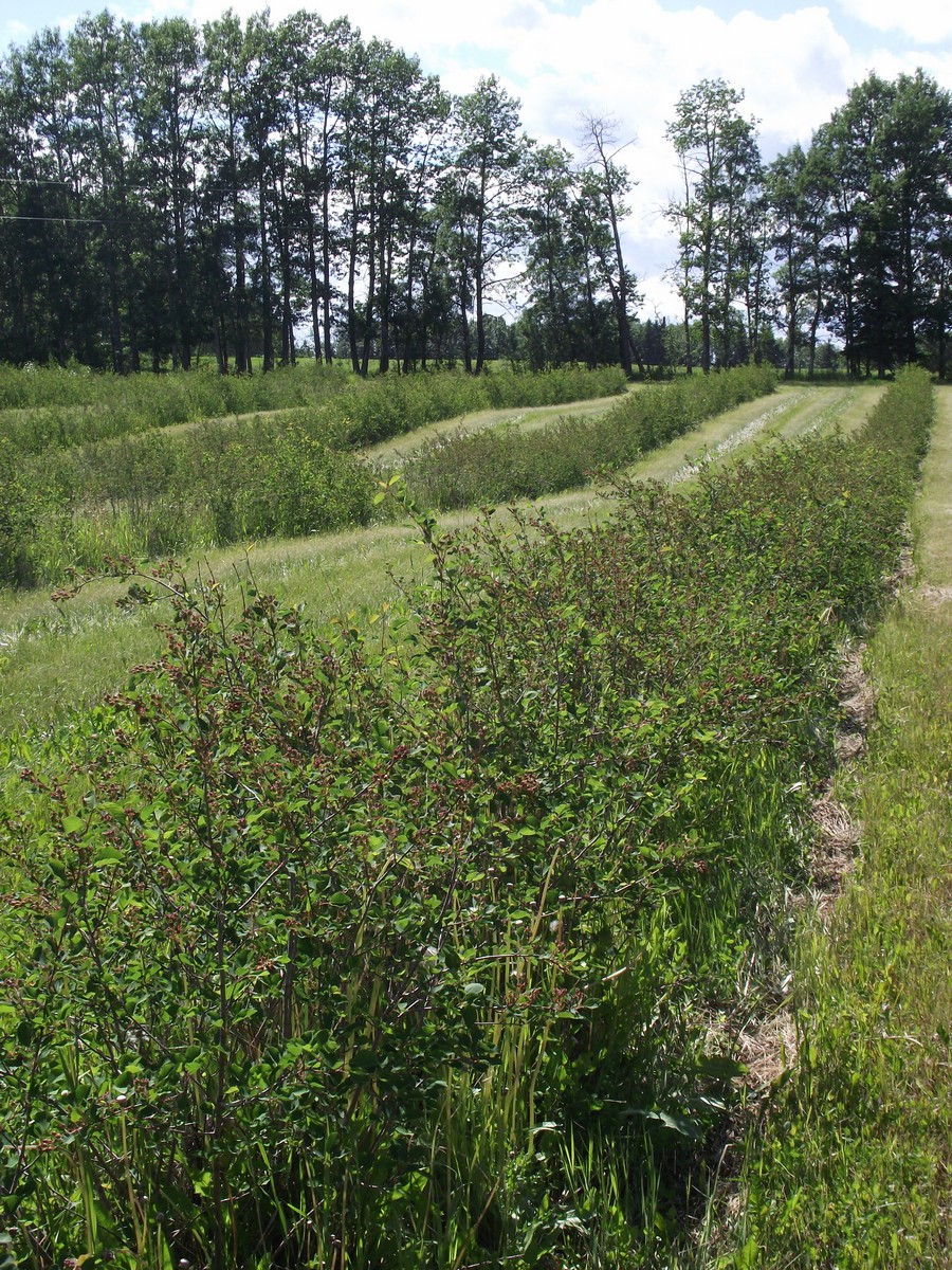 Botts Berry Farm | 436 Lobstick Trail, Leslieville, AB T0M 1H0, Canada | Phone: (403) 877-1892