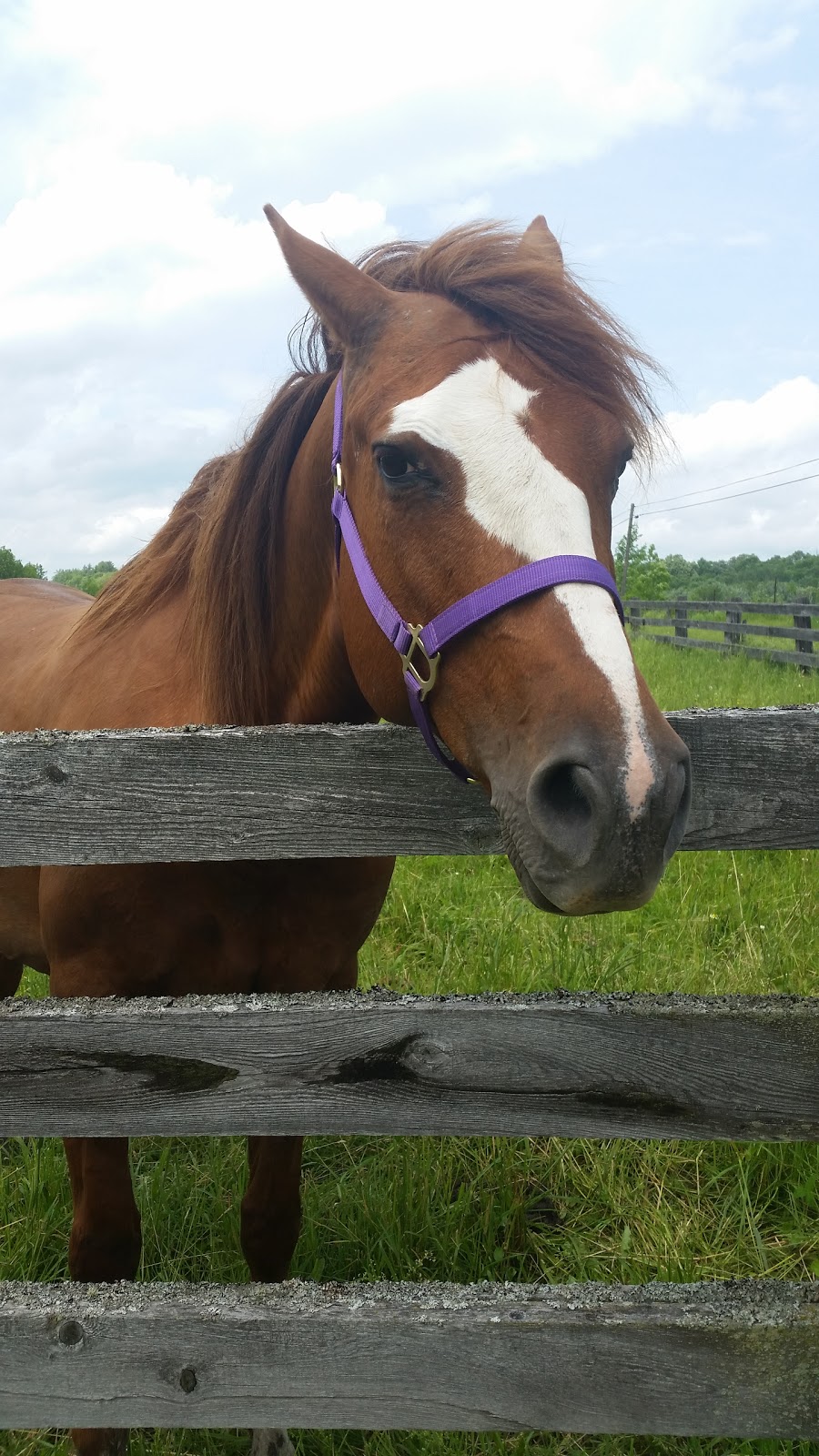 Whitewater Equestrian Centre | 20771 Hwy 17, Pembroke, ON K8A 6W3, Canada | Phone: (613) 633-1331