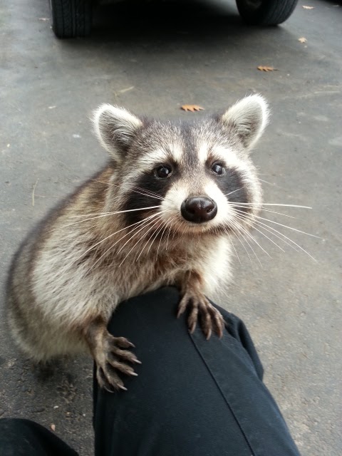 Skedaddle Humane Wildlife Control | 1645 Finfar Ct, Mississauga, ON L5J 4K1, Canada | Phone: (877) 222-9453
