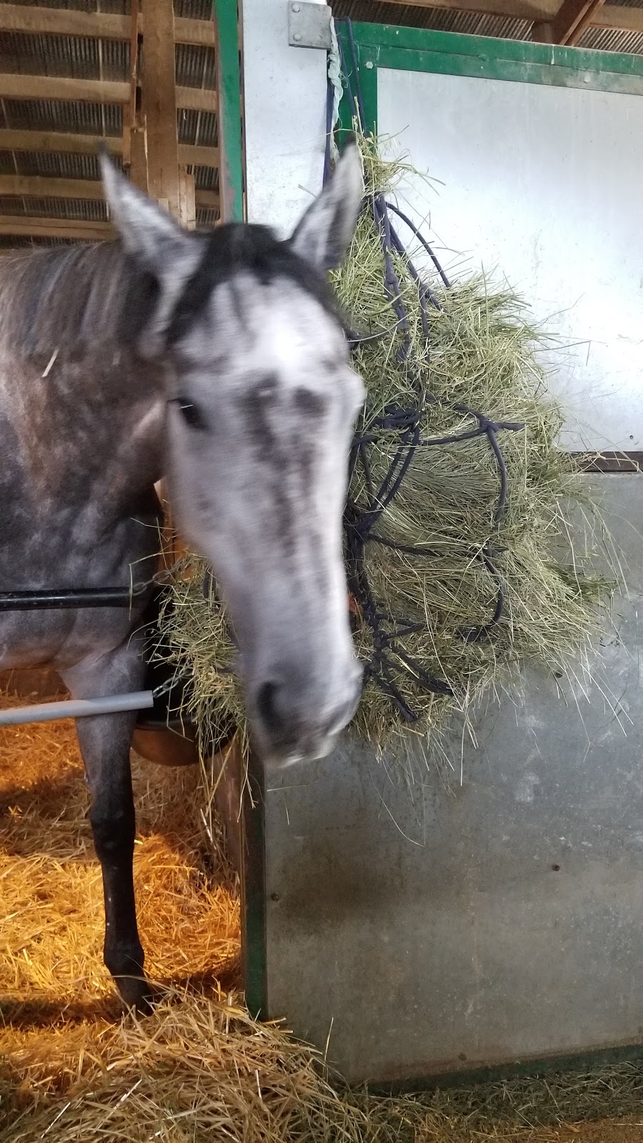 Canadian Thoroughbred Horse Society | 3975 Portage Ave, Winnipeg, MB R3K 2E9, Canada | Phone: (204) 832-1702