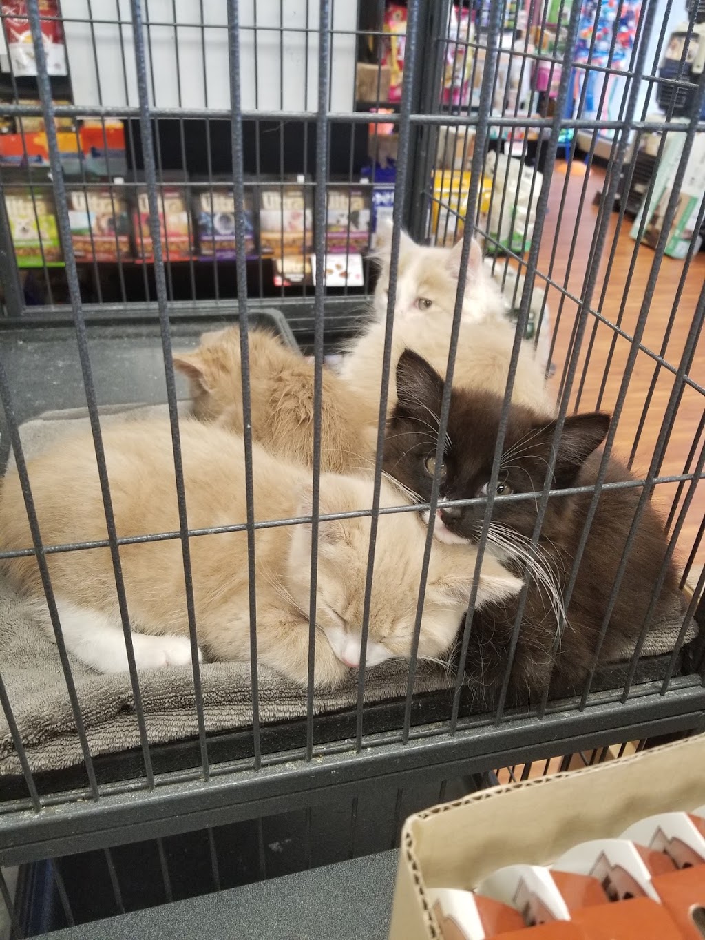 Pet Valu | 4 Robert Angus Dr, Amherst, NS B4H 4R7, Canada | Phone: (902) 667-1666