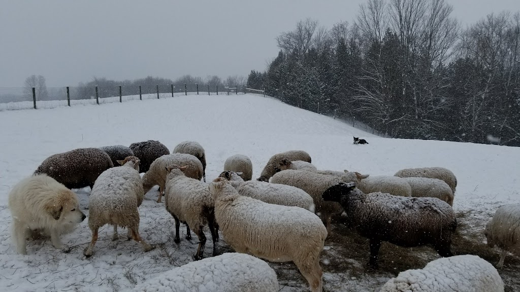 Boywood Border Collies | 10550 Old Scugog Rd, Blackstock, ON L0B 1B0, Canada | Phone: (905) 986-4430