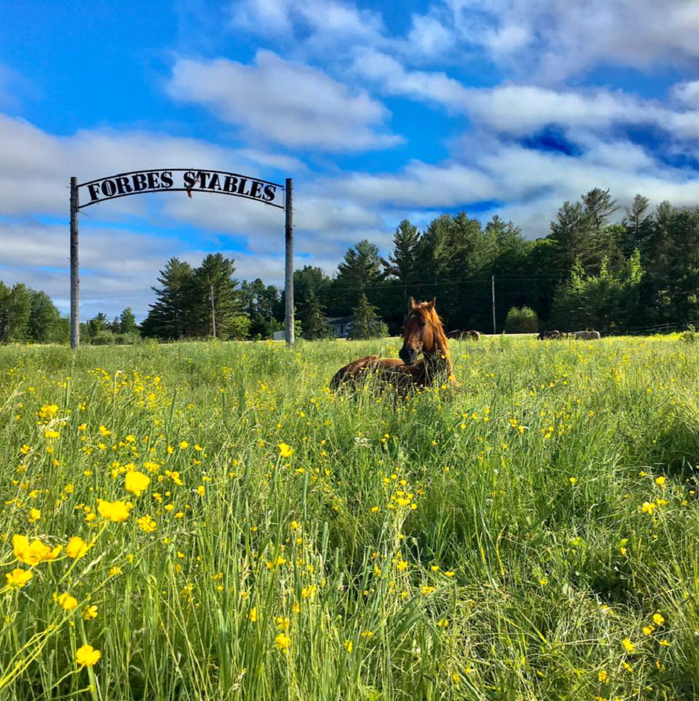 Greener Pastures Equine Programs | 2685 B Line Rd, Pembroke, ON K8A 6W8, Canada | Phone: (613) 687-7096