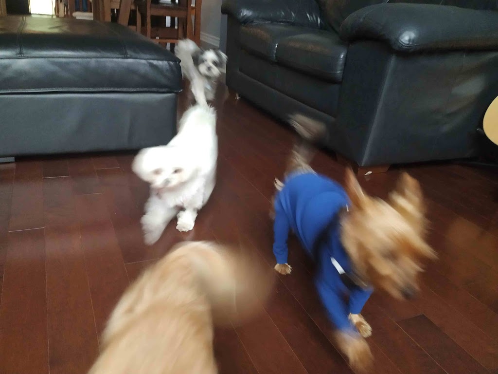 Kanata Dog Sitter & Walker | 243 Tandalee Crescent, Kanata, ON K2M 0A1, Canada | Phone: (613) 663-5702