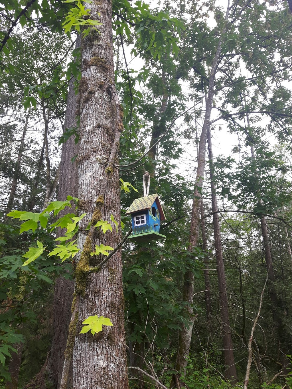 Fairy Lane | 6933 208B St Langley, BC ⚑ V2Y 0G3 208B St, Langley City, BC V2Y 2R7, Canada