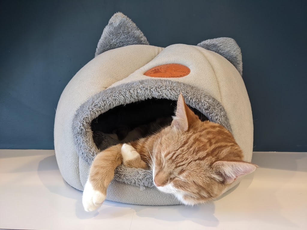 Regal Cat Cafe | 303 10 St NW, Calgary, AB T2N 1V8, Canada | Phone: (403) 455-2287