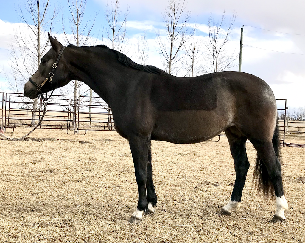 Wheatland Equestrian | 253028A, AB T1P 1K5, Canada | Phone: (403) 993-9222