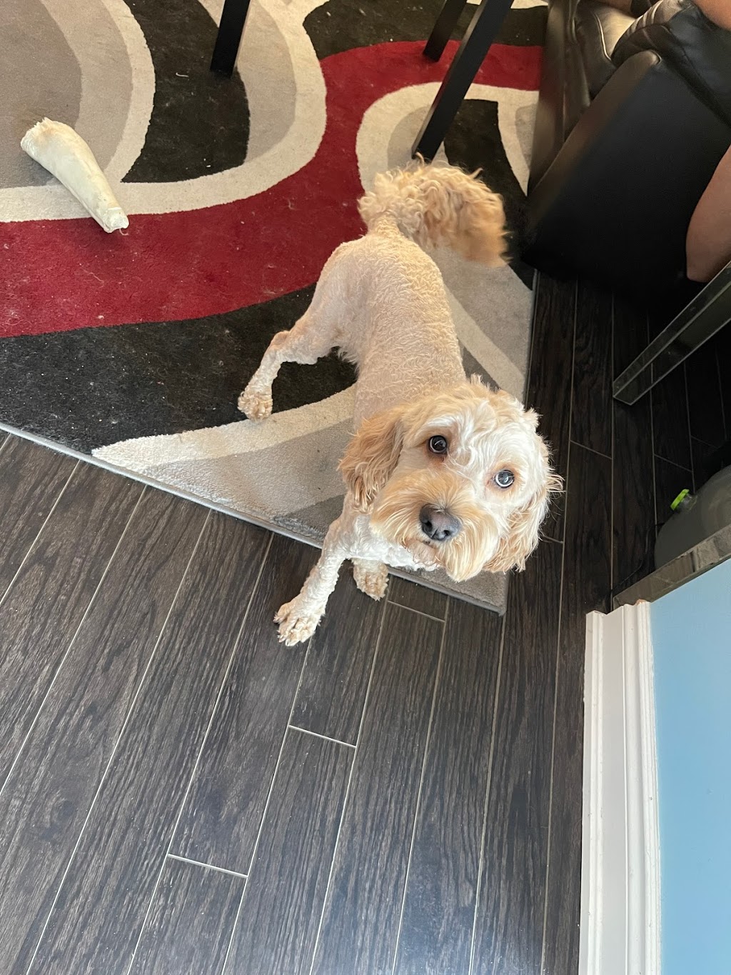 Haute Dogs Pet Grooming | 42 Main St S, Milton, ON L0P, Canada | Phone: (647) 783-1874