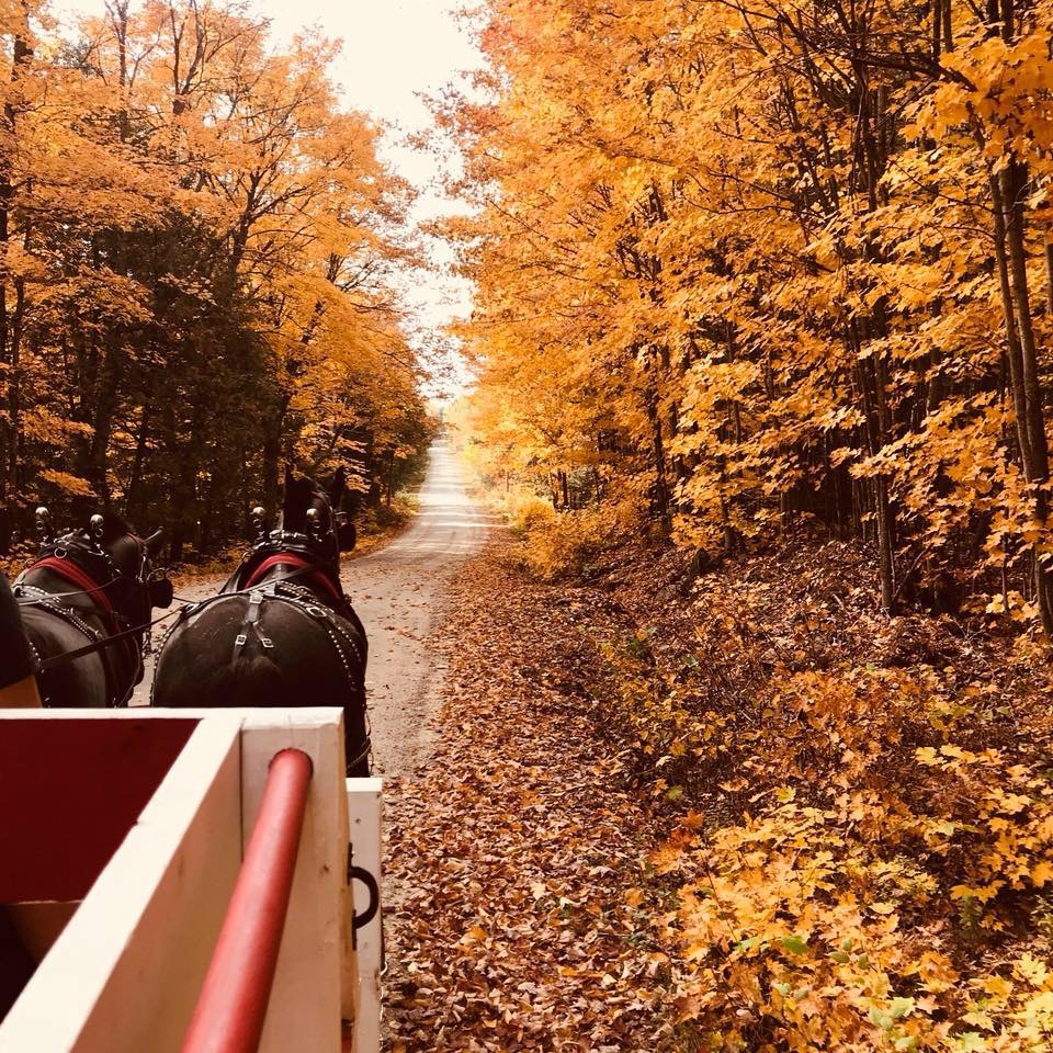 Armstrongs Thunder Ridge Farm | 737 Fourth Ave, Sprucedale, ON P0A 1Y0, Canada | Phone: (705) 685-1401