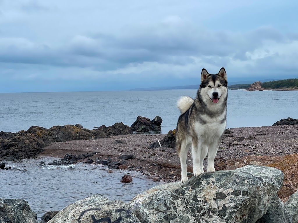 NovaMal Alaskan Malamutes | 12 Atlantic View Dr, Lawrencetown, NS B2Z 1R4, Canada | Phone: (902) 441-1981