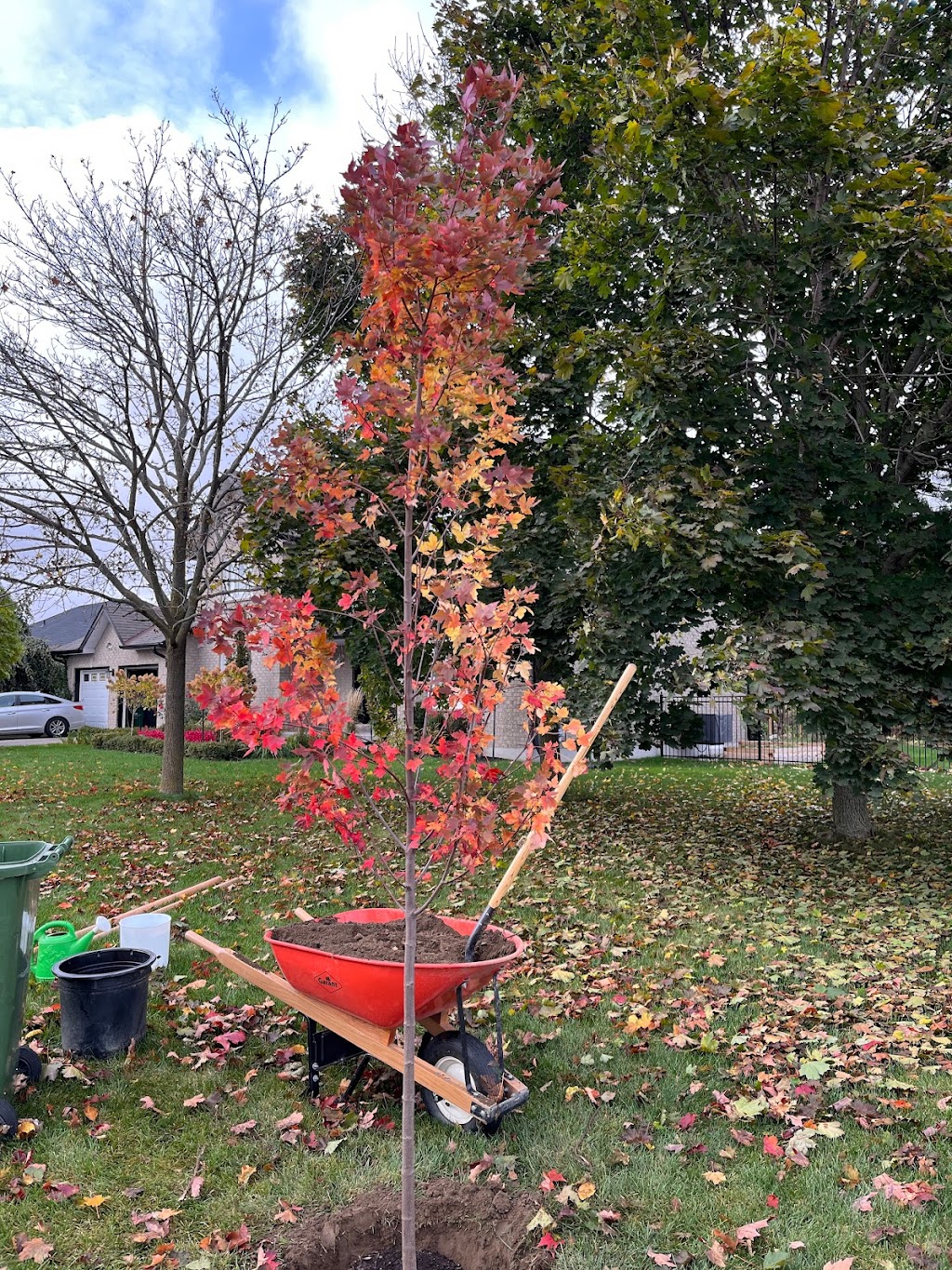 Niagara Tree Company | 4478 Lincoln Ave, Beamsville, ON L0R 1B3, Canada | Phone: (905) 401-9526