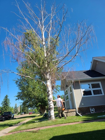 Edmonton Tree Removal | 5151 Windermere Blvd Unit 213A, Edmonton, AB T6W 0H4, Canada | Phone: (825) 602-5416