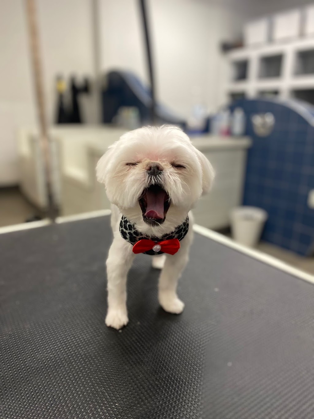 Oh My Dog Spa and Grooming | 5596 Windermere Blvd, Edmonton, AB T6W 2Z8, Canada | Phone: (780) 655-1797