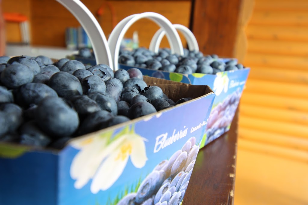 Au coin du Bleuet - Bernières | 820 Chemin Vire-Crêpes, Saint-Nicolas, QC G7A 1Z8, Canada | Phone: (418) 831-7129