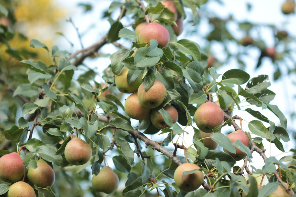 Hardy Fruit Tree Nursery | 5094 QC-125, Rawdon, QC J0K 1S0, Canada | Phone: (514) 418-4109