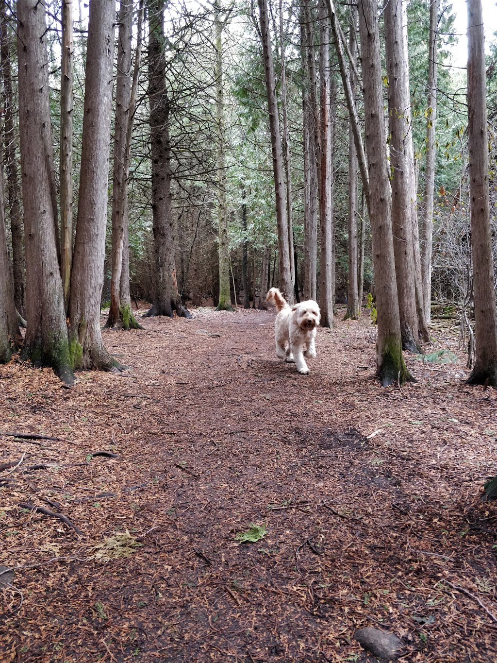 Stittsville Dog Park | Trans Canada Trail, Stittsville, ON K2S 0G8, Canada
