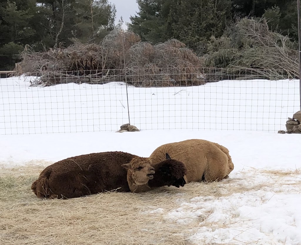 Windmill Point Alpaca Farm | 24 Otter Ln, Coboconk, ON K0M 1K0, Canada | Phone: (289) 969-0314