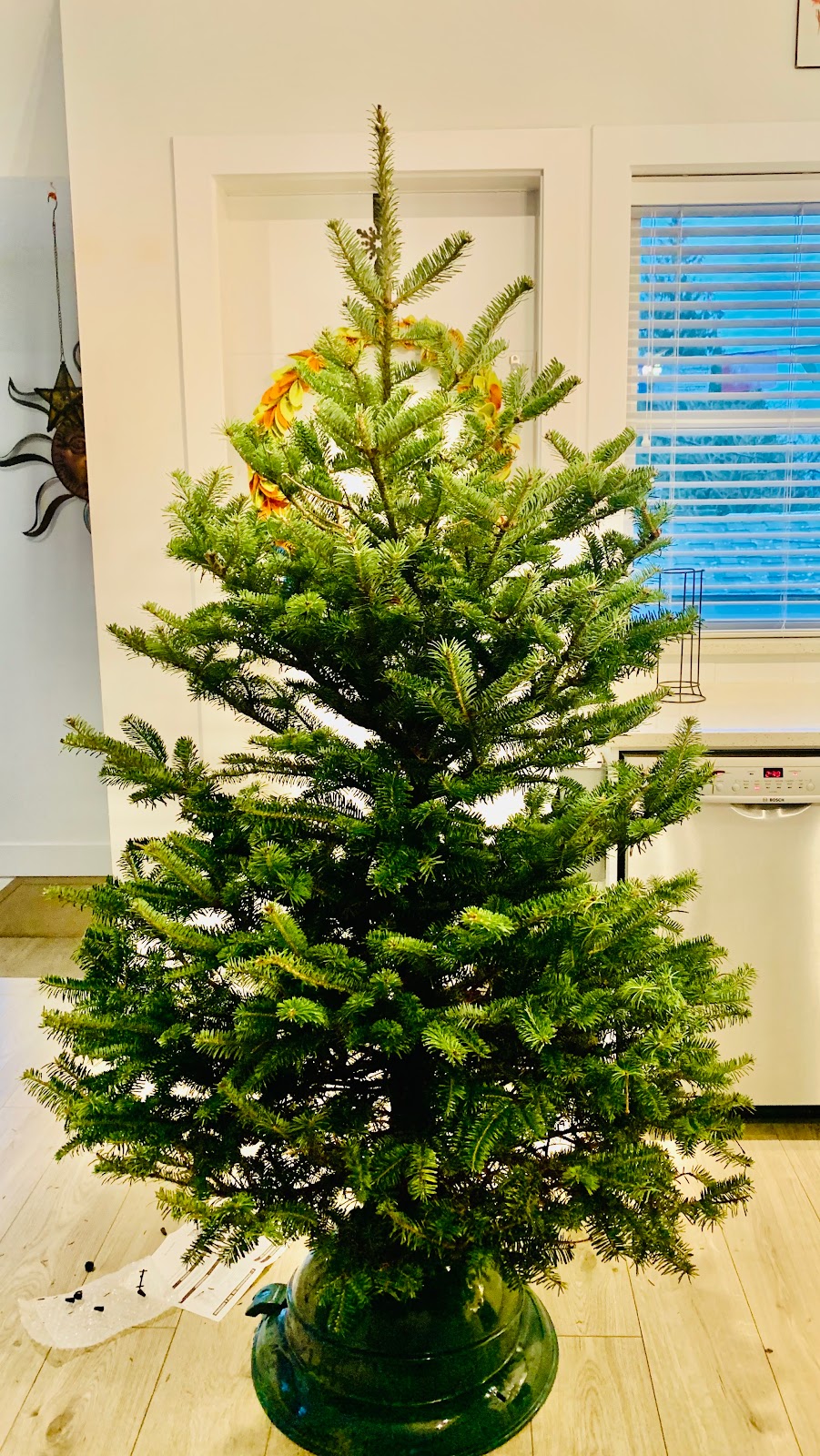 Pine Meadows Tree Farms Ltd. | 47036 Prairie Central Rd, Chilliwack, BC V2P 6H3, Canada | Phone: (604) 793-3090