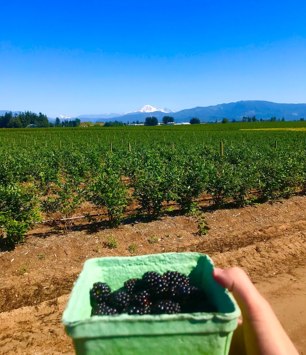 Bumbleberry Farms | 31580 Huntingdon Rd, Abbotsford, BC V2T 6B8, Canada | Phone: (604) 835-3416