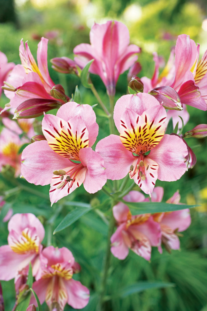 La Belle’s Garden Centre | 6th Concession Rd, Pickering, ON L1X 0J6, Canada | Phone: (905) 391-0912