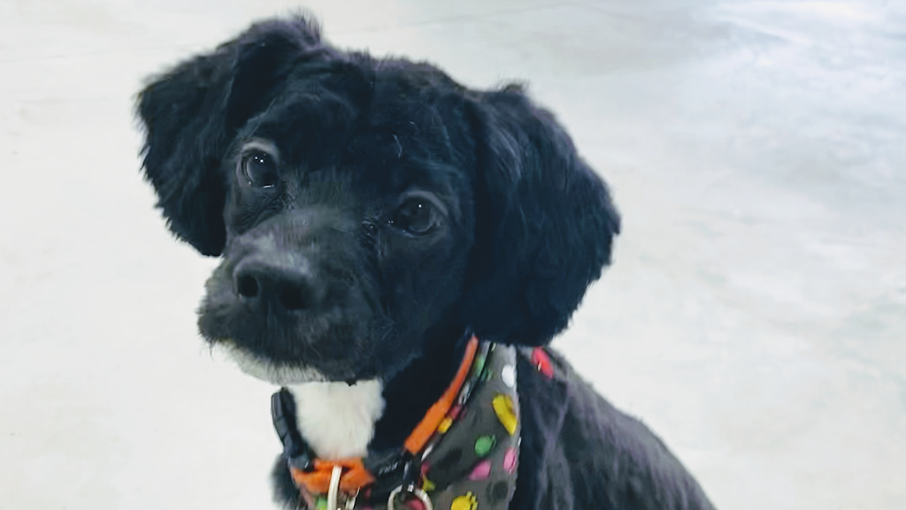 Roc N Dukes Pet Supplies Mount Forest | 219 Industrial Dr, Mount Forest, ON N0G 2L1, Canada | Phone: (888) 489-3431