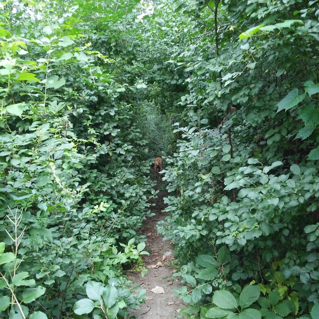 McCormick Park | 39 Connaught Ave, London, ON N5Y 3A6, Canada | Phone: (519) 661-2489