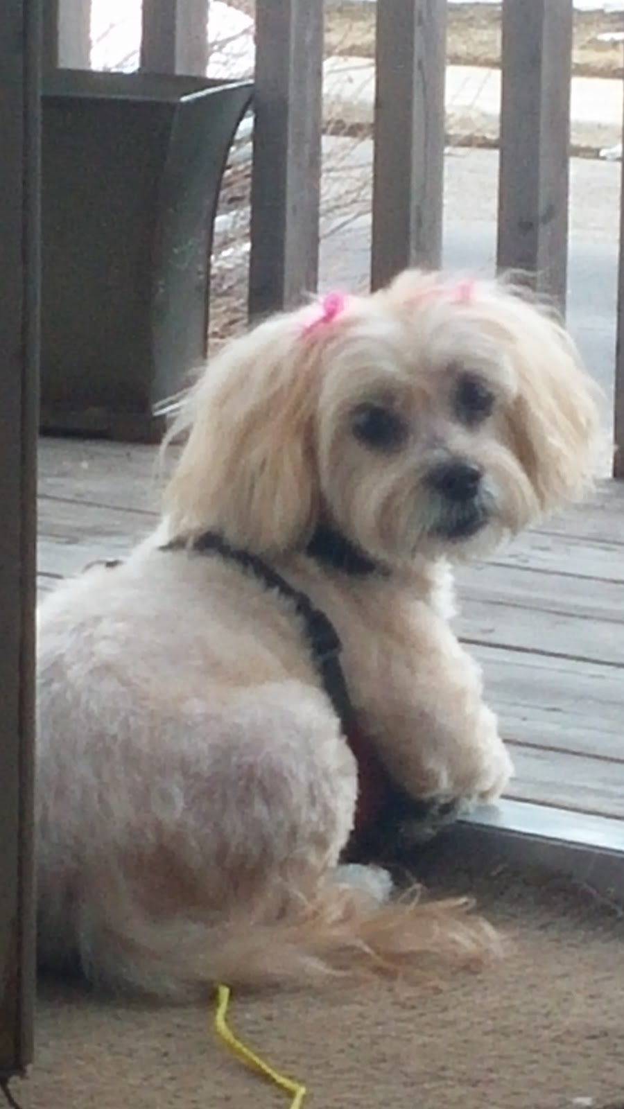 Oh My Dog Pet Grooming | 84 Stradwick Rise SW, Calgary, AB T3H 1J7, Canada | Phone: (403) 240-1144