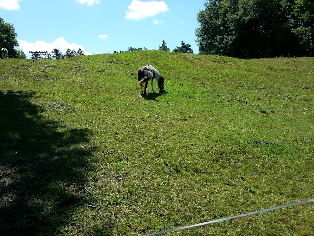 Les minis chevaux du Roy | 663 Chem. Bissell, Stanstead, QC J0B 3E0, Canada | Phone: (514) 220-7722