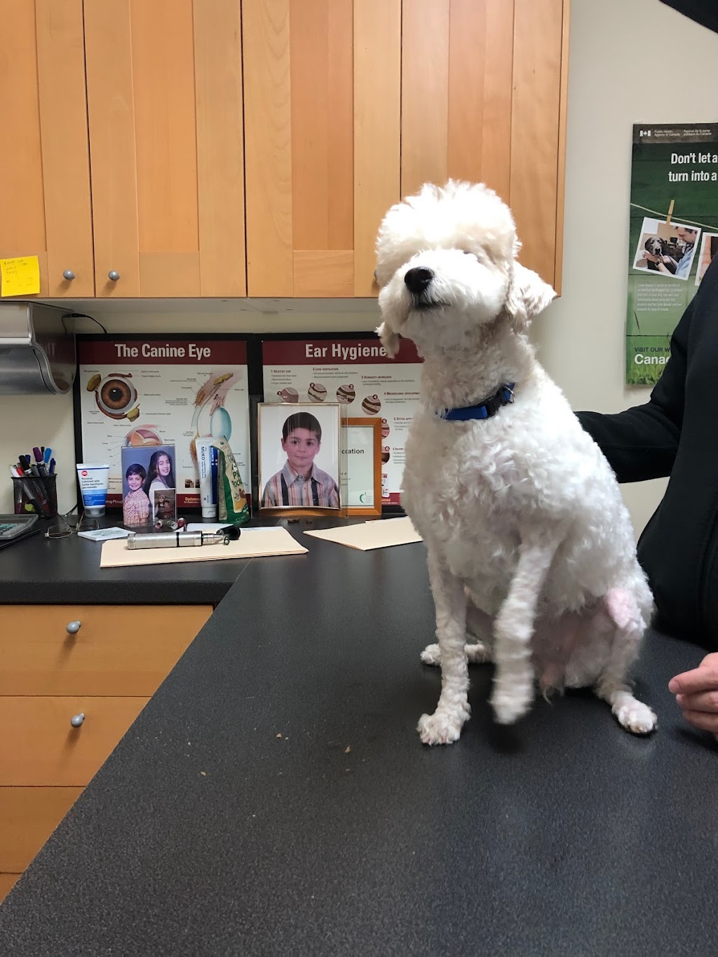 Toronto North Animal Hospital | 317 Sheppard Ave E, North York, ON M2N 3B3, Canada | Phone: (416) 546-7493