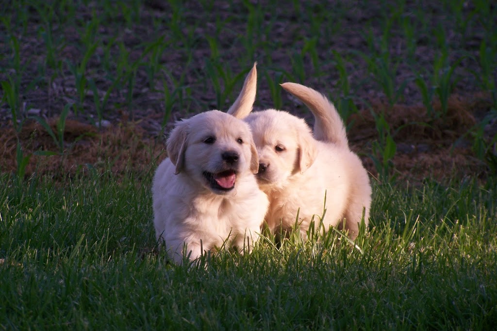 Whispering Acres Golden Retrievers | 415142 41st Line, Embro, ON N0J 1J0, Canada | Phone: (519) 475-0211