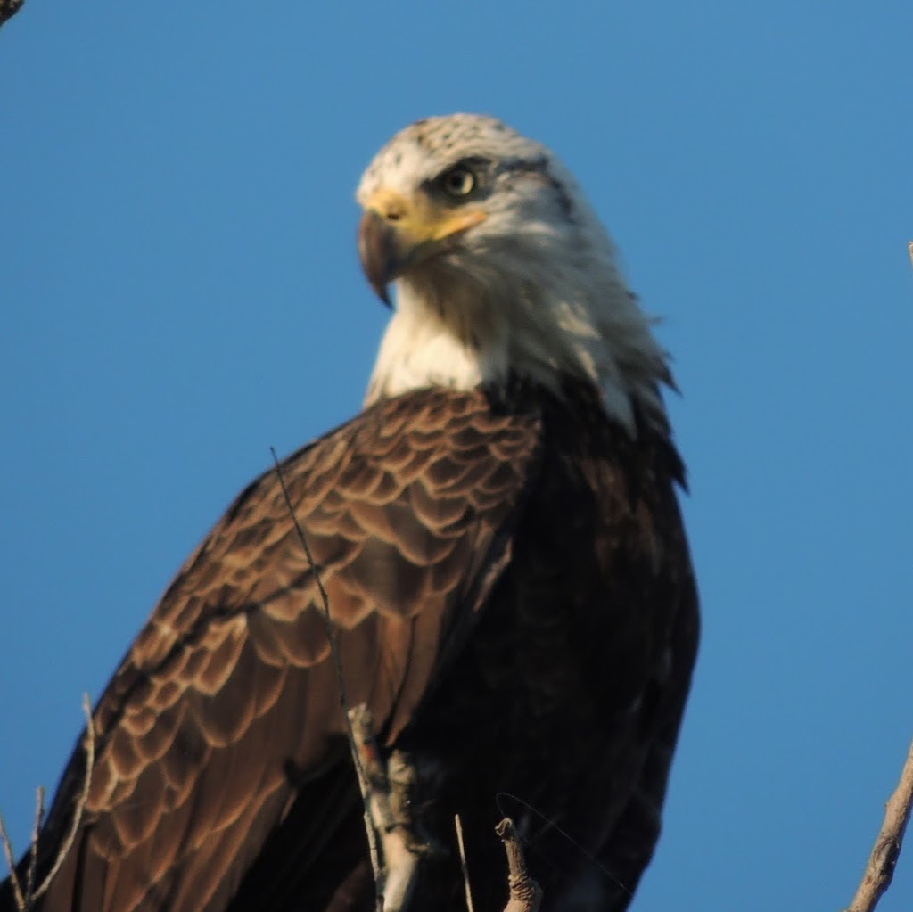 Champlain Sportsman Supply LLC | 11 Center Bay N, Alburg, VT 05440, USA | Phone: (802) 343-8302