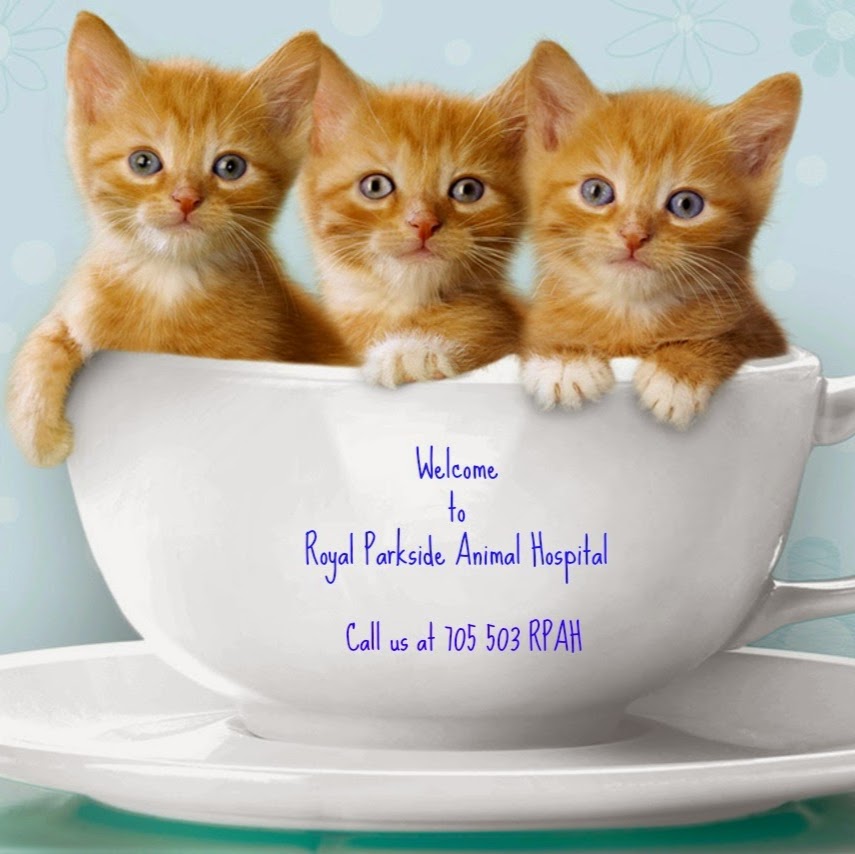 Royal Parkside Animal Hospital | 750 Big Bay Point Rd, Barrie, ON L4M 4S6, Canada | Phone: (705) 503-7724