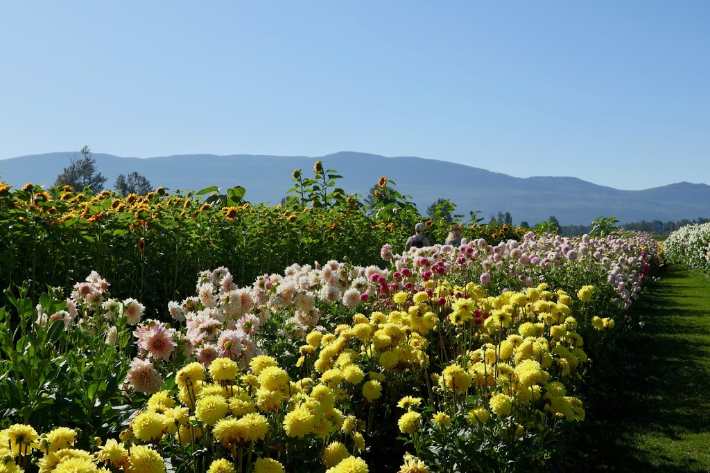 Chilliwack Sunflower Festival | 41310 Yale Rd, Chilliwack, BC V2R 4J3, Canada | Phone: (604) 703-6122