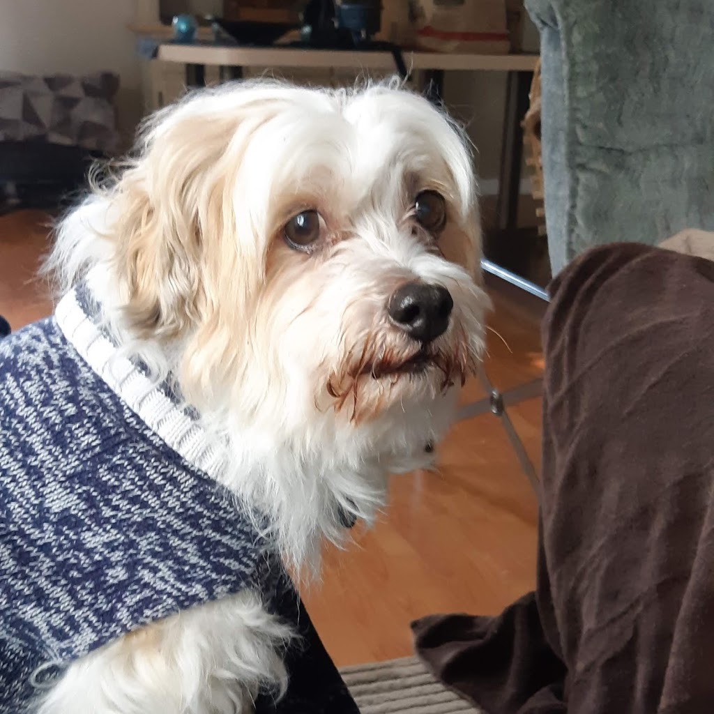 Denises Doggy Den & Walking Service | 991 Wild Pond Ln, Victoria, BC V9C 4M7, Canada | Phone: (250) 812-5339