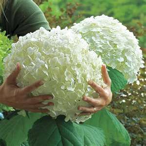HortiCut.com | 14 Rue Racicot, Fassett, QC J0V 1H0, Canada | Phone: (819) 410-0364