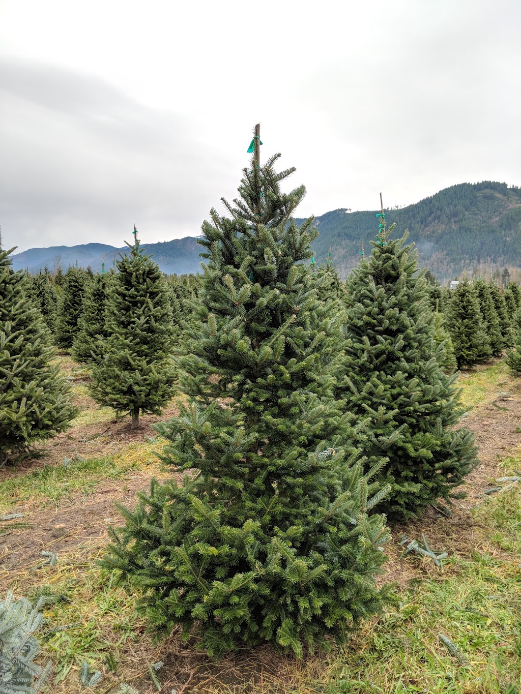 Alpine Meadows Tree Farm | 3585 Valley Hwy, Deming, WA 98244, USA | Phone: (360) 595-1019